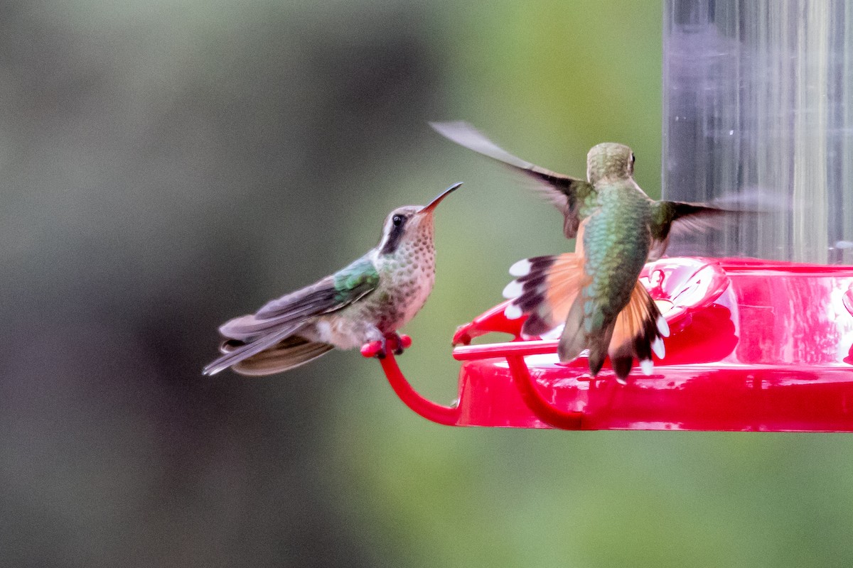 White-eared Hummingbird - ML301999341