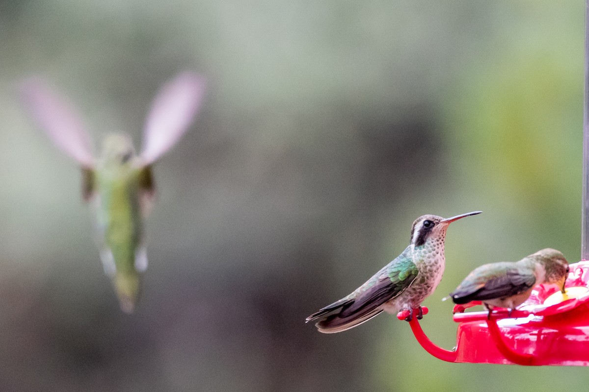 White-eared Hummingbird - ML301999361