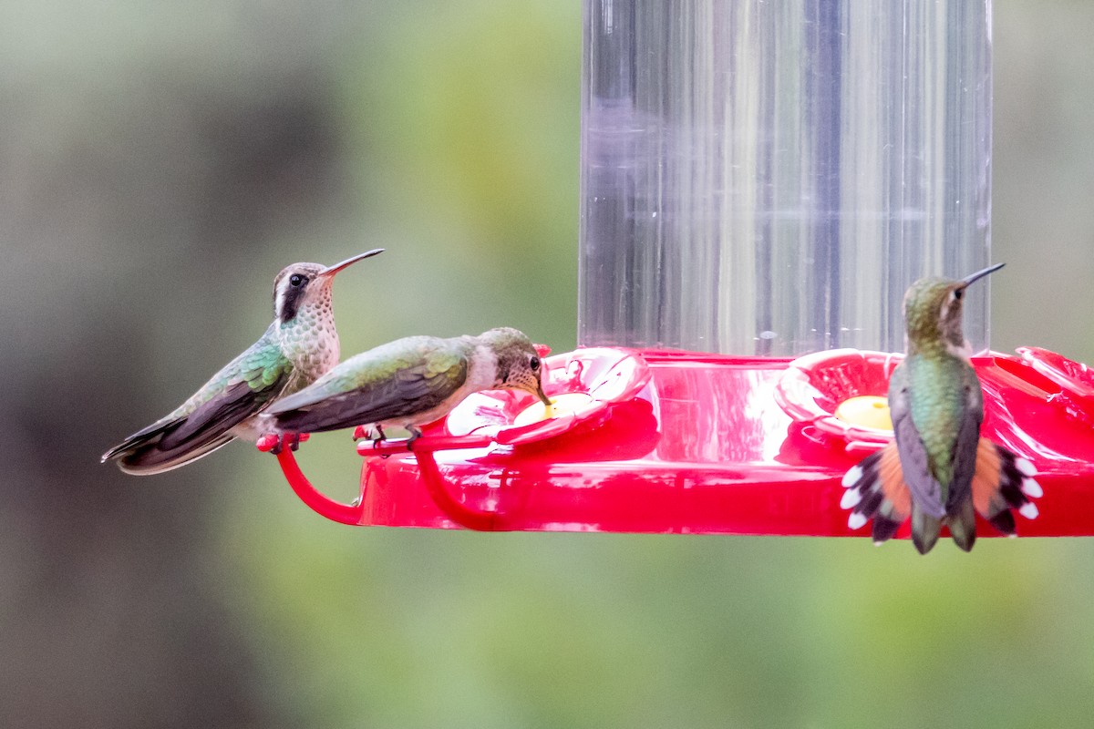 White-eared Hummingbird - ML301999371