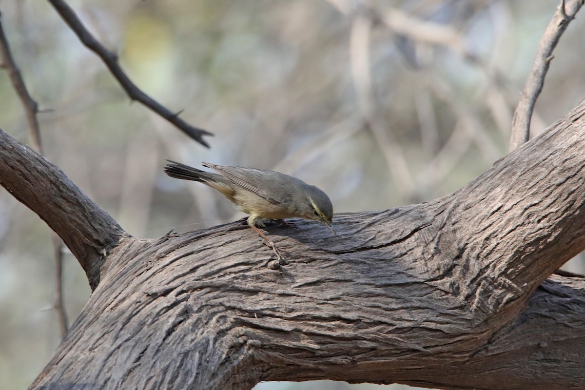 Sulphur-bellied Warbler - ML301999601