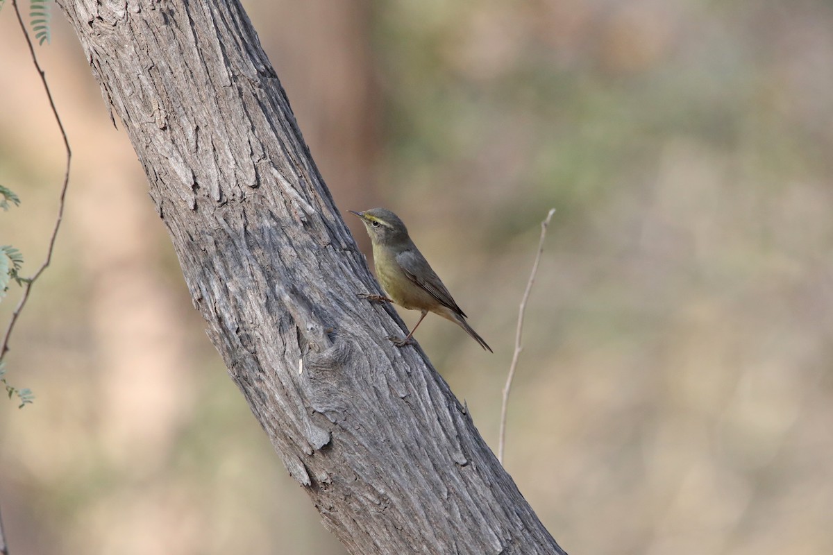 Sulphur-bellied Warbler - ML301999611