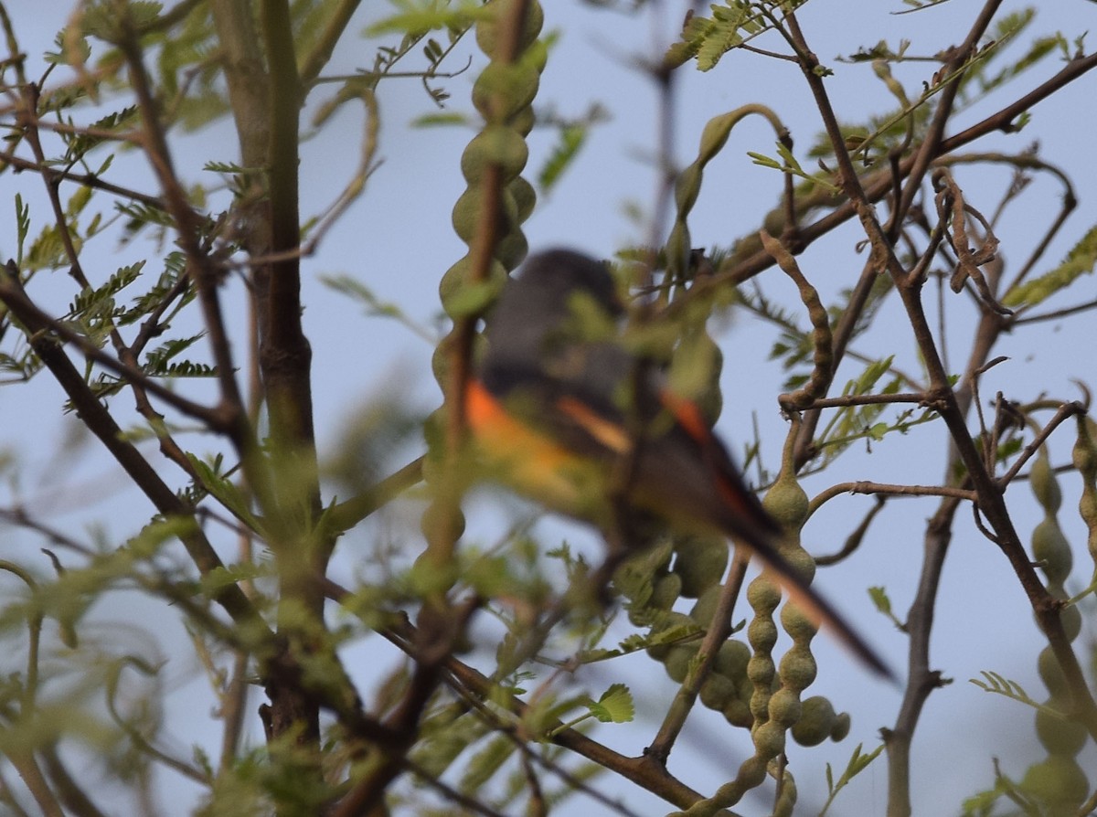 Small Minivet - ML301999911