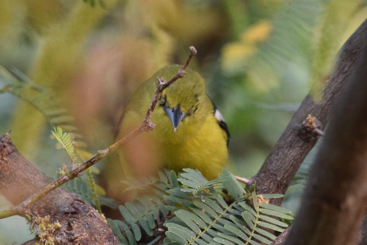 Common Iora - ML301999921