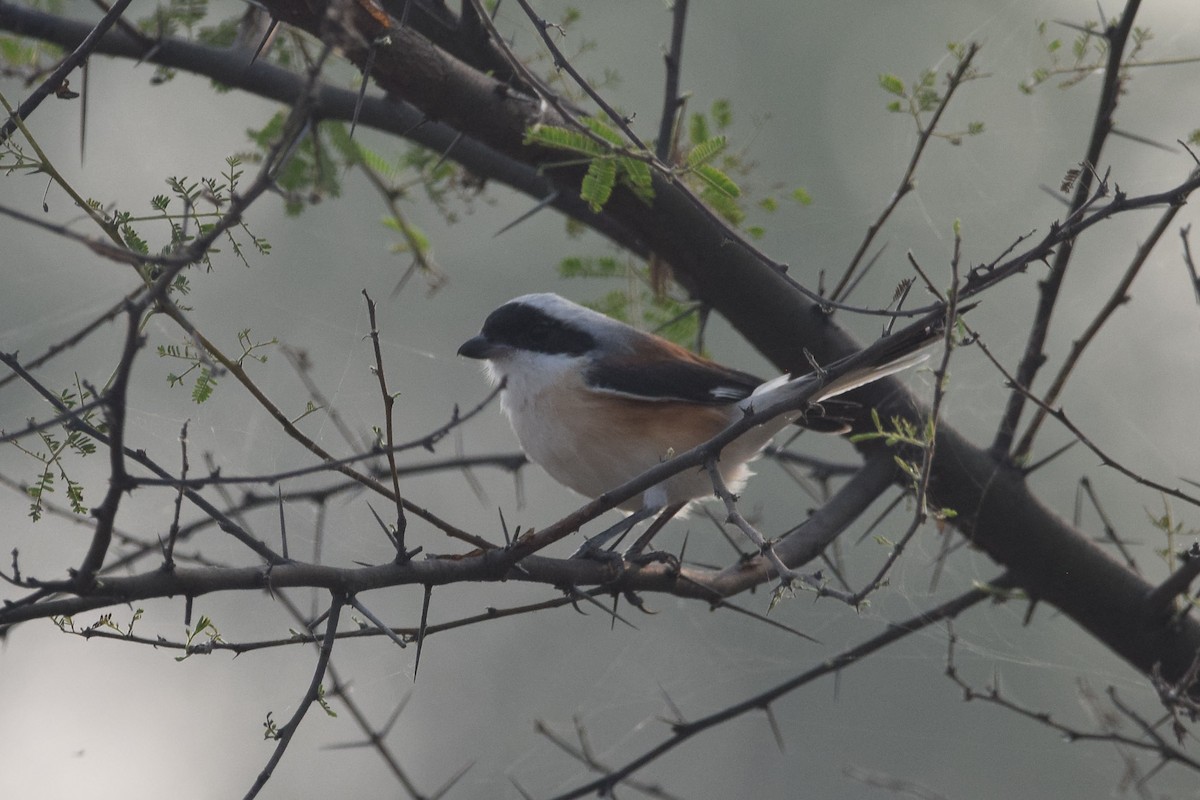 Bay-backed Shrike - ML301999961