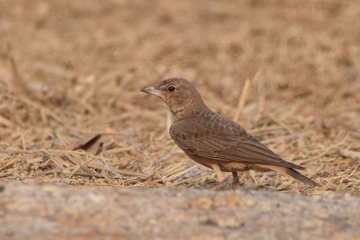 Rufous-tailed Lark - ML301999981
