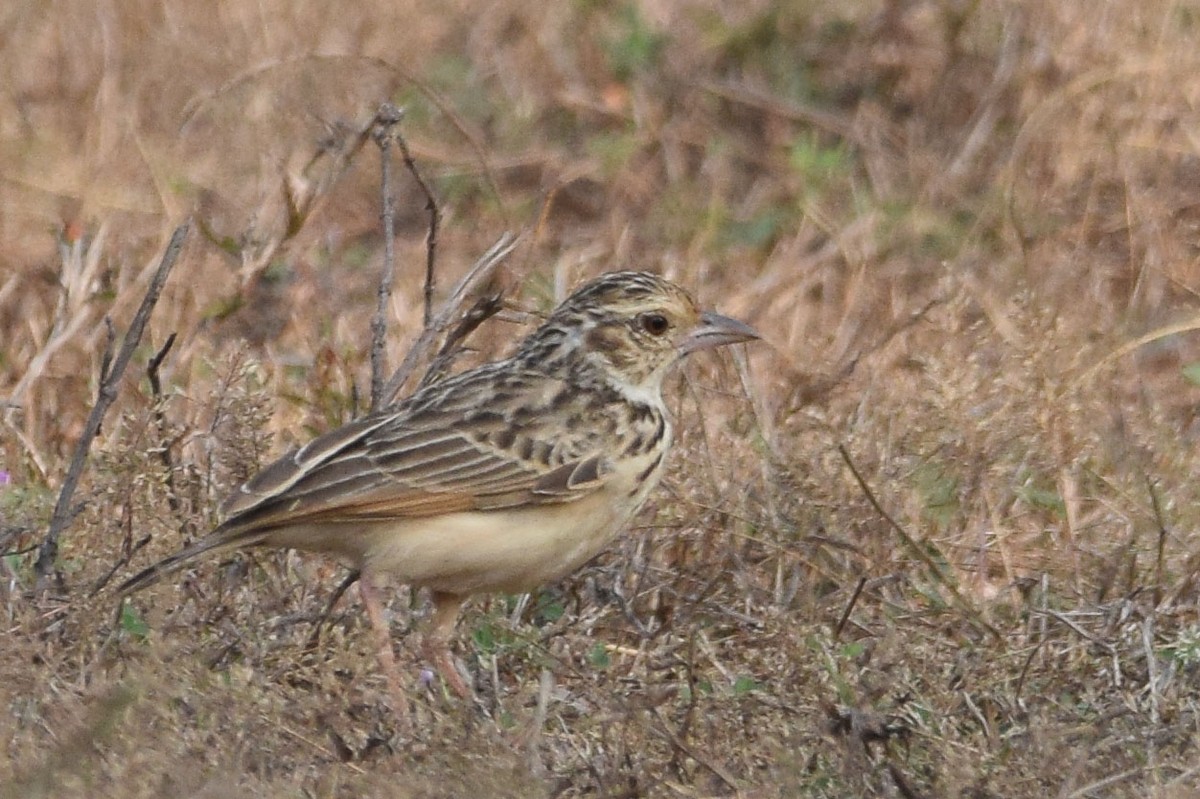 Indian Bushlark - ML302000001