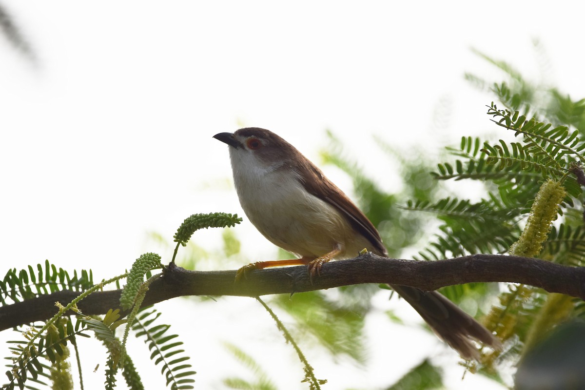 Yellow-eyed Babbler - ML302000081