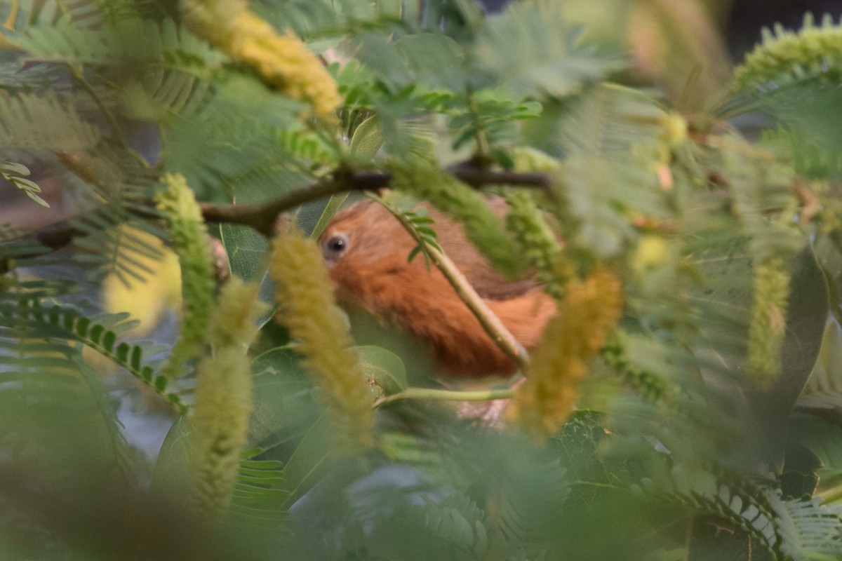 Tawny-bellied Babbler - ML302000091