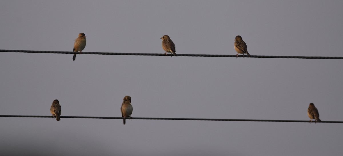 Baya Weaver - ML302000111