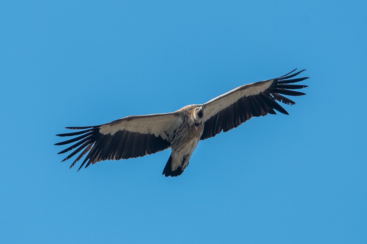 Himalayan Griffon - Vivek Saggar