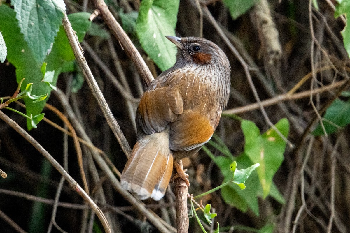 Streaked Laughingthrush - ML302001031