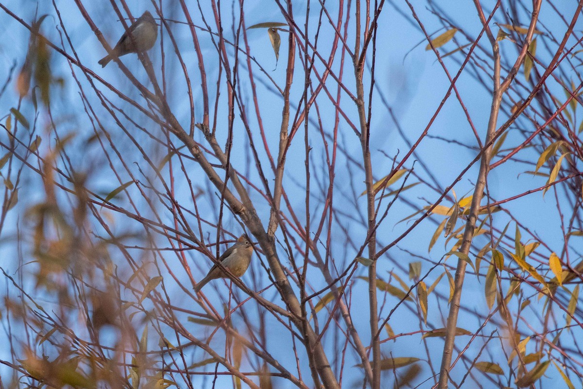 Rufous-vented Yuhina - ML302001091