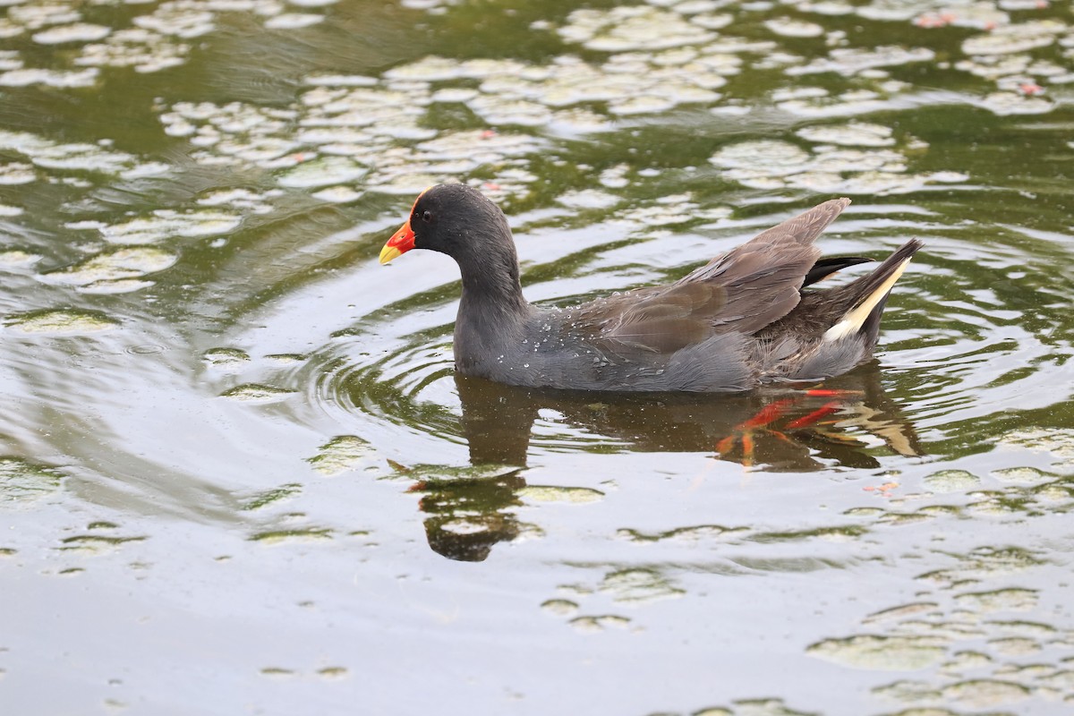 Dusky Moorhen - Lorix Bertling