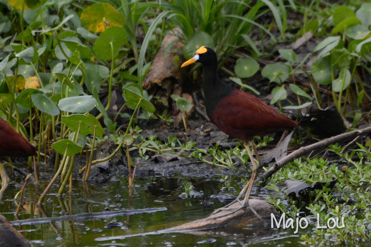 Northern Jacana - Maria Jose Lou