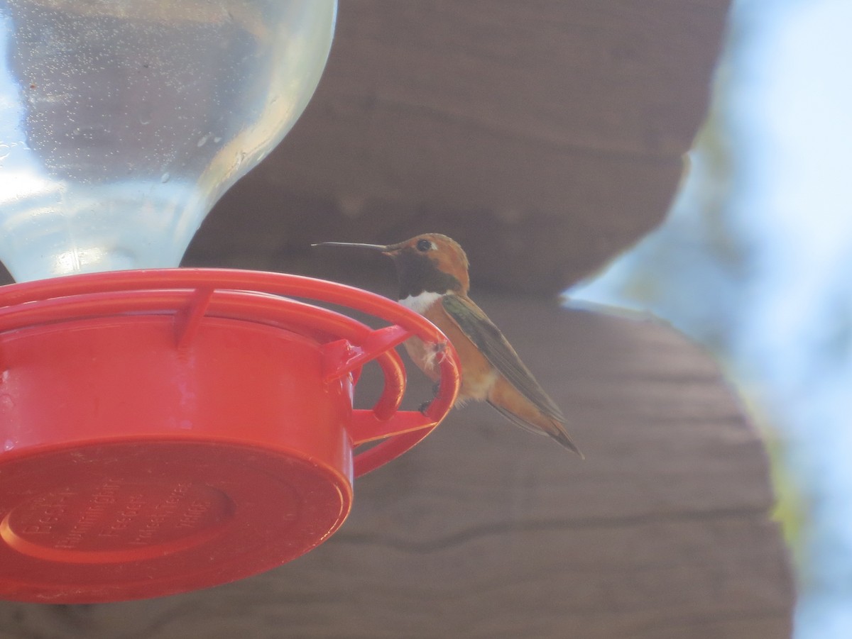 Rufous Hummingbird - Ben Sampson