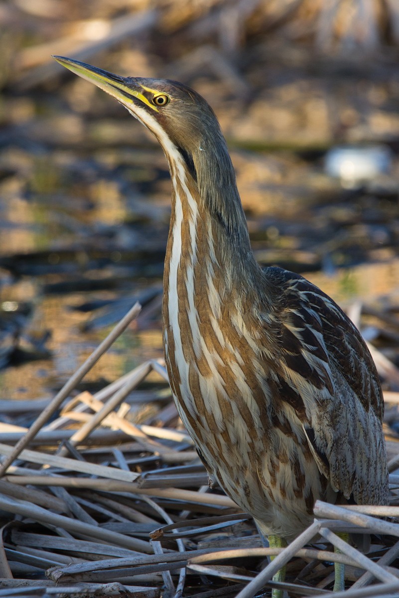 American Bittern - ML302002341