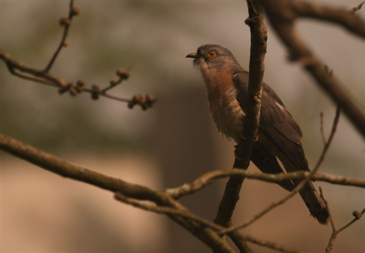 Common Hawk-Cuckoo - ML302002601