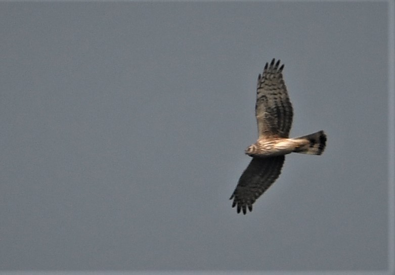 Саарал хулд - ML302002641