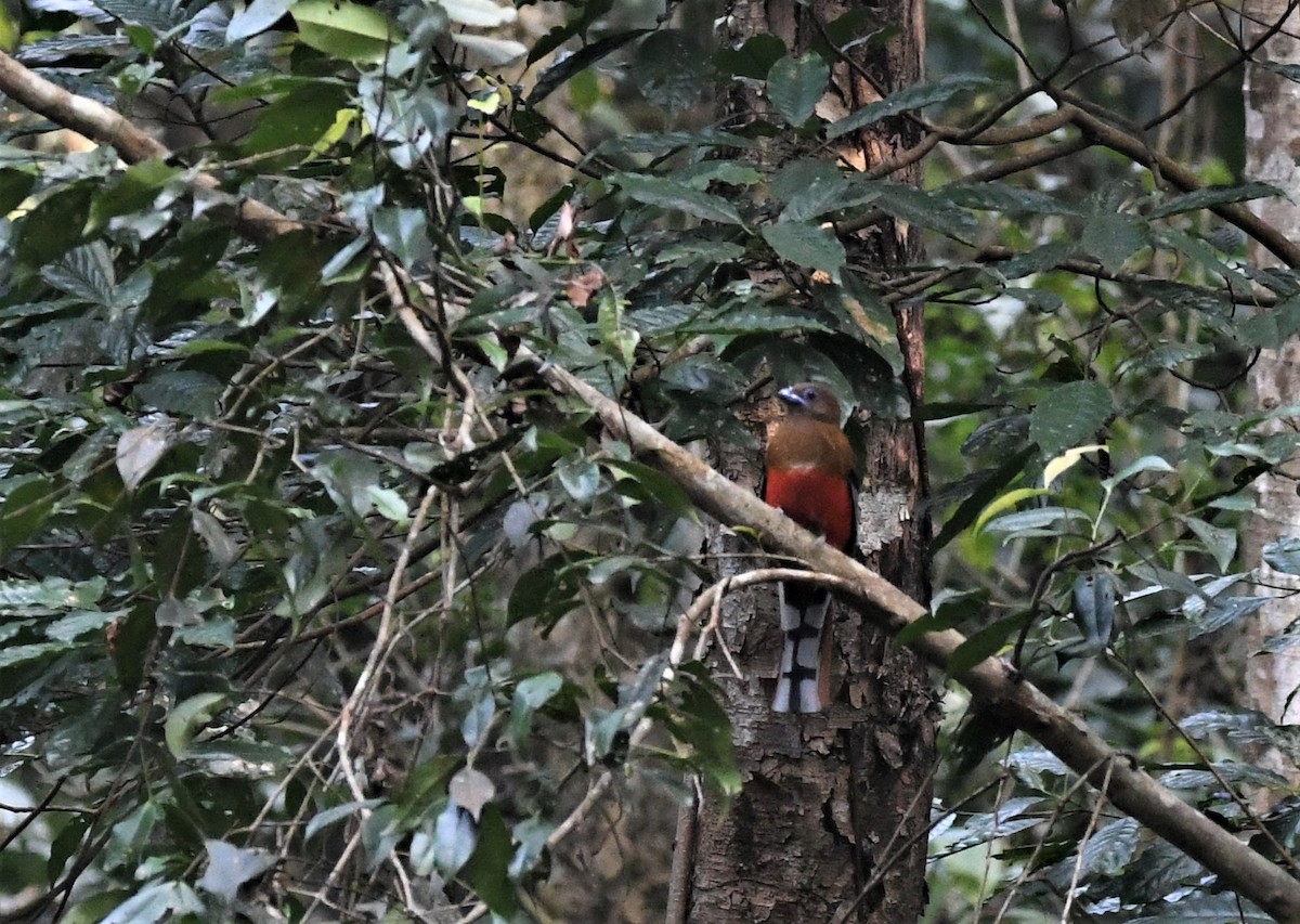 Red-headed Trogon - ML302002671