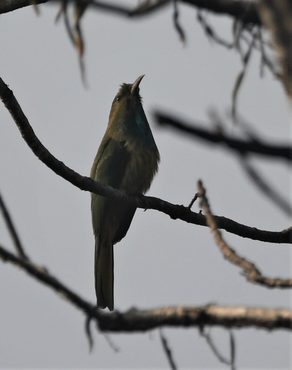 Blue-bearded Bee-eater - ML302002681