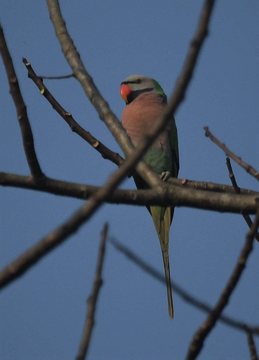 Red-breasted Parakeet - ML302002741