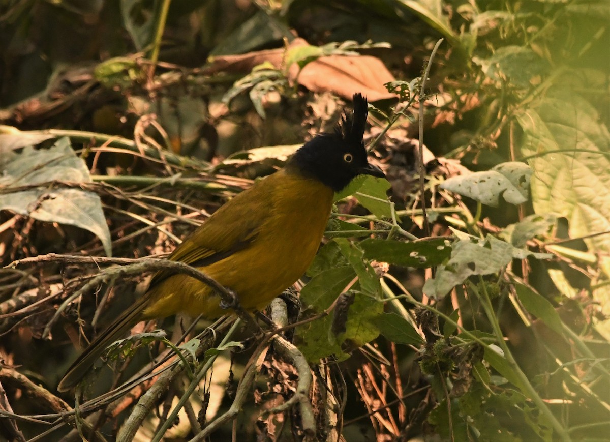 Black-crested Bulbul - ML302002771