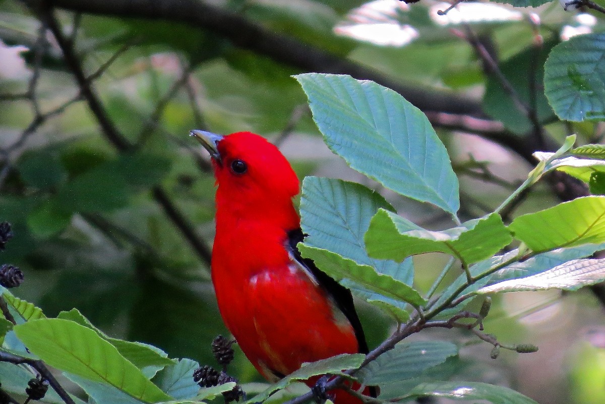 Scarlet Tanager - ML30200601
