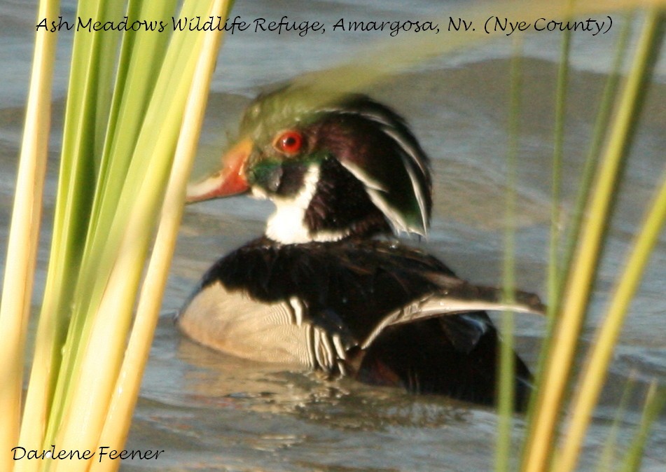 Wood Duck - ML30200641