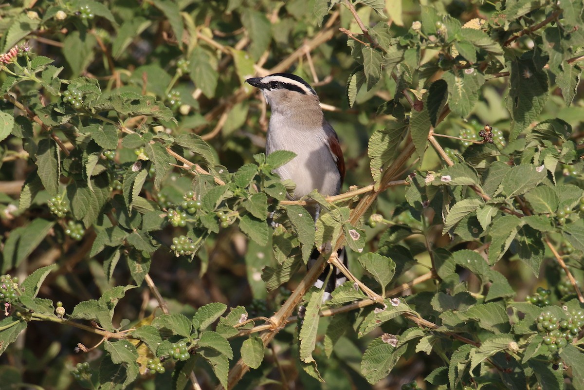 Black-crowned Tchagra - ML302007011