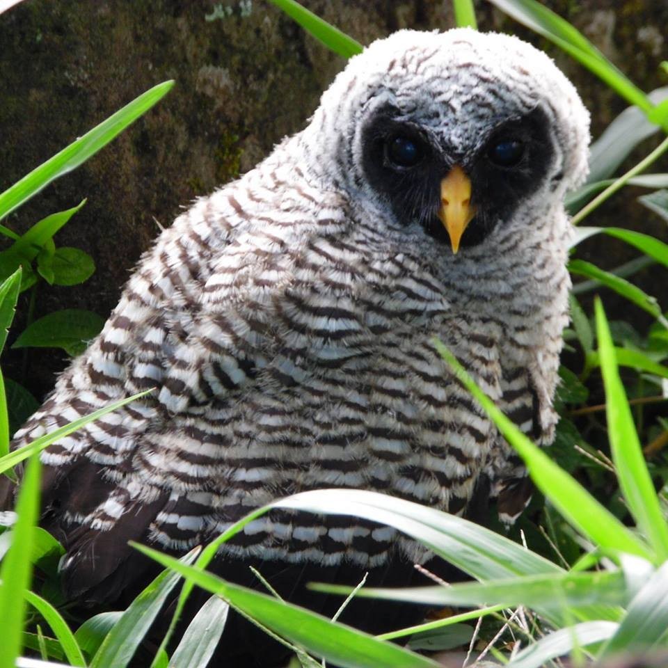 Black-and-white Owl - ML30200731