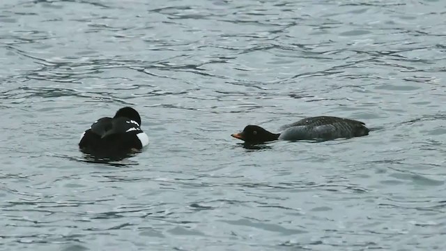 Barrow's Goldeneye - ML302007971