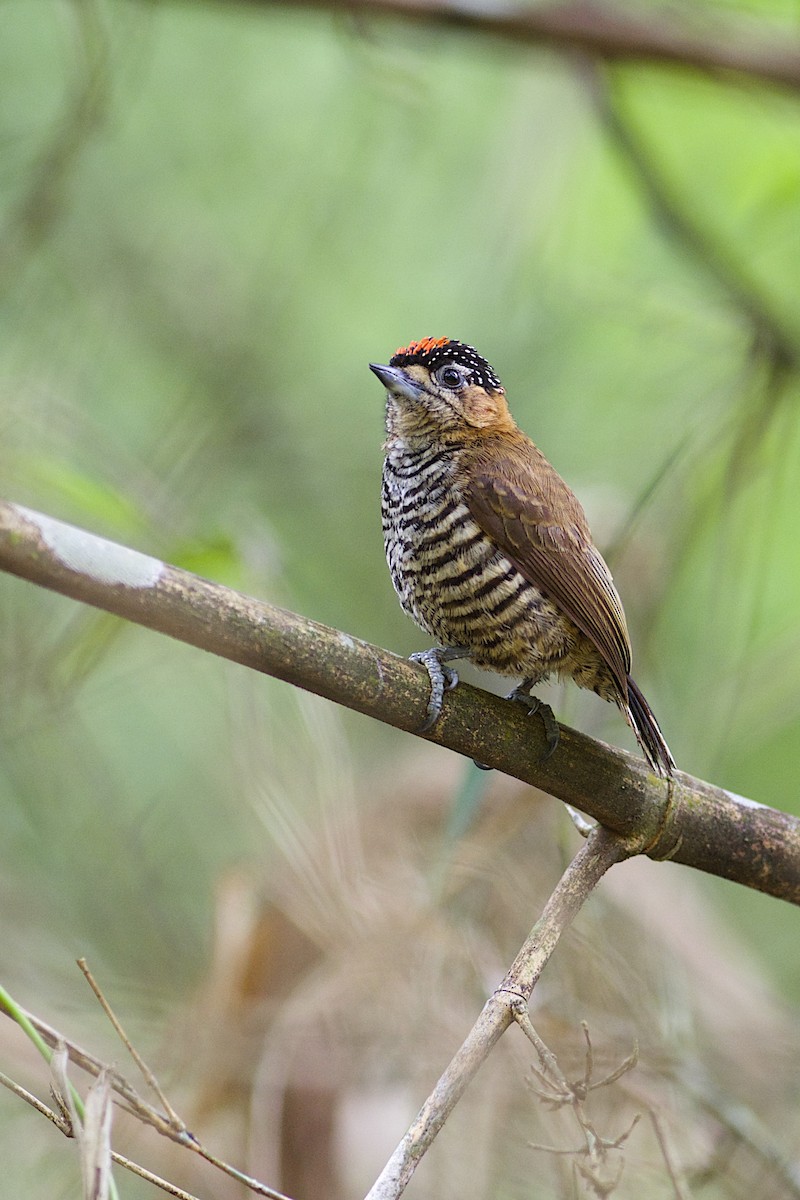 Ochre-collared Piculet - ML302008211