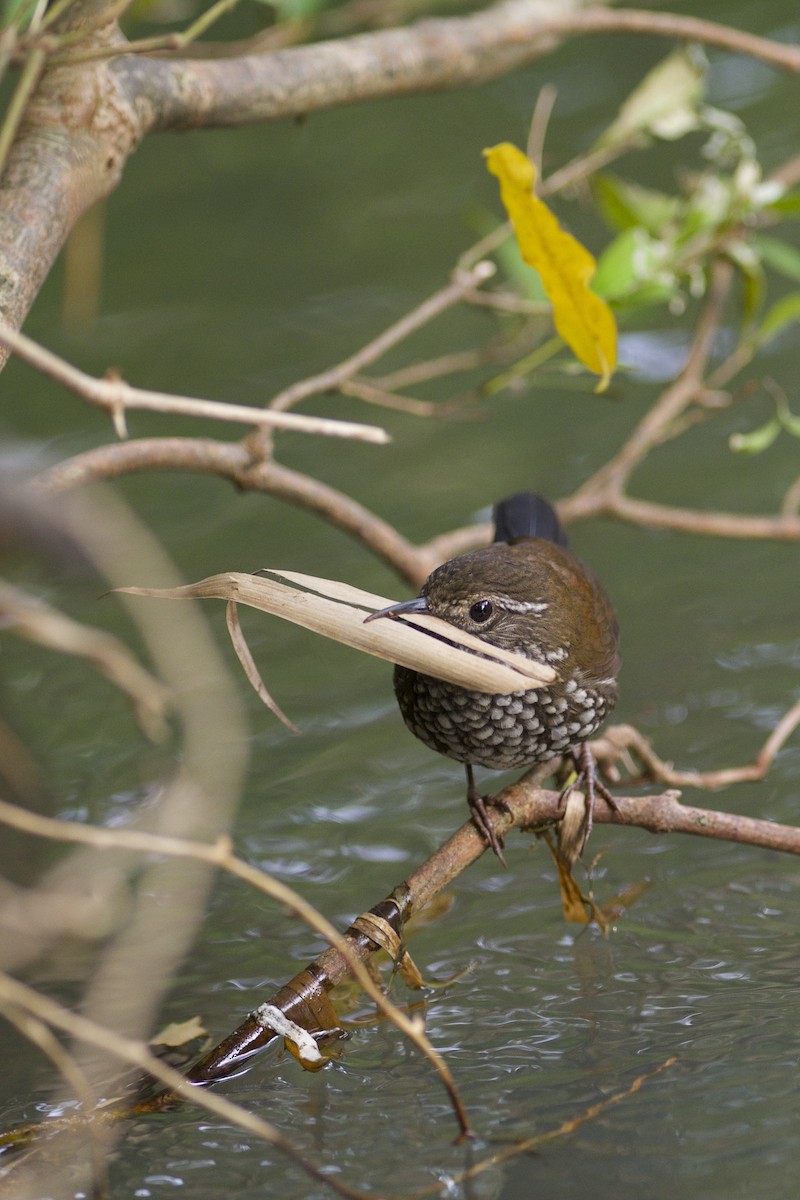 Sharp-tailed Streamcreeper - ML302008231