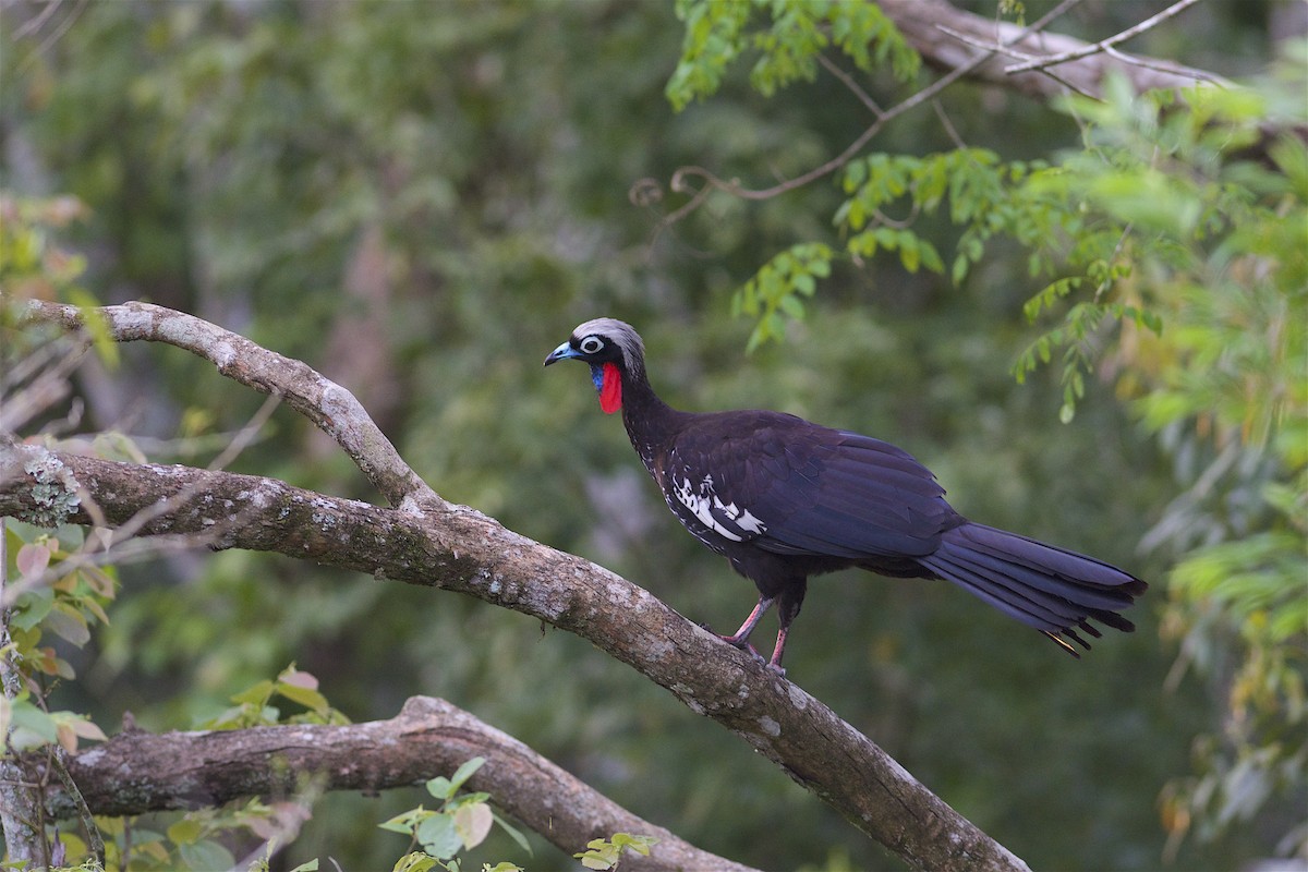 Black-fronted Piping-Guan - ML302008251