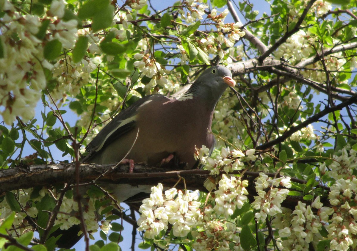 Common Wood-Pigeon - ML302008321