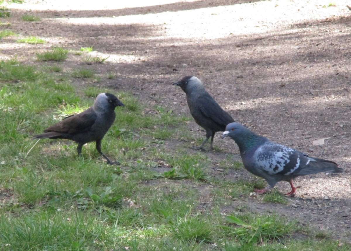 Eurasian Jackdaw - ML302008421