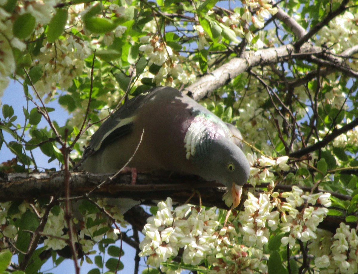 Common Wood-Pigeon - ML302008481