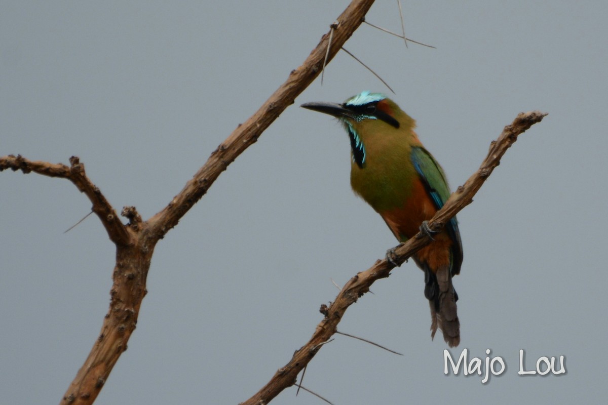 Motmot à sourcils bleus - ML30201091