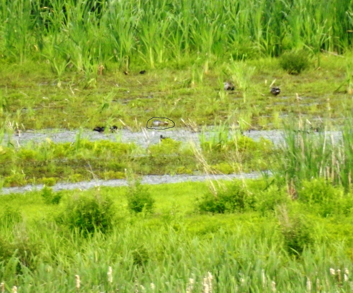 Sarcelle d'été - ML30201151