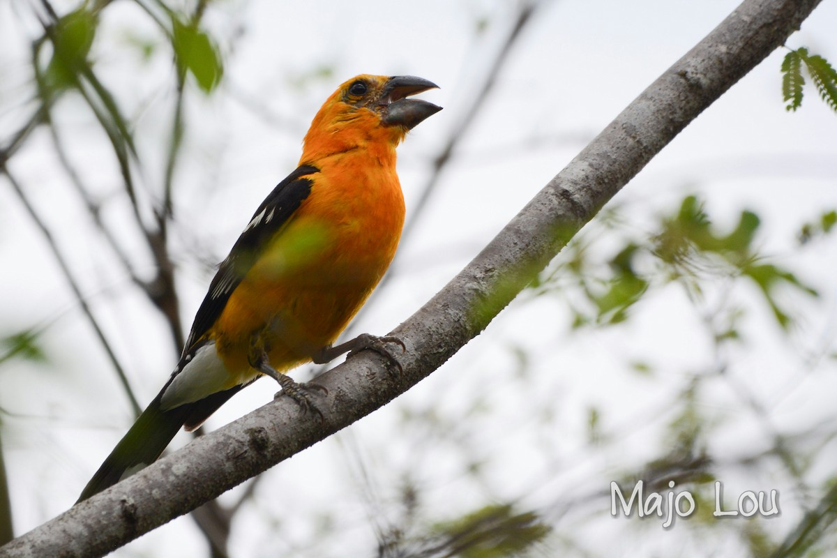 Cardinal jaune - ML30201191