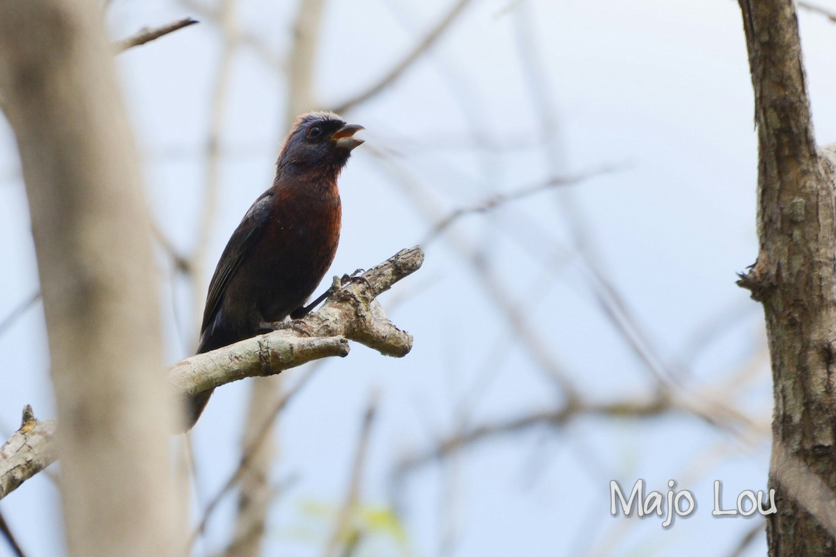 Varied Bunting - ML30201261