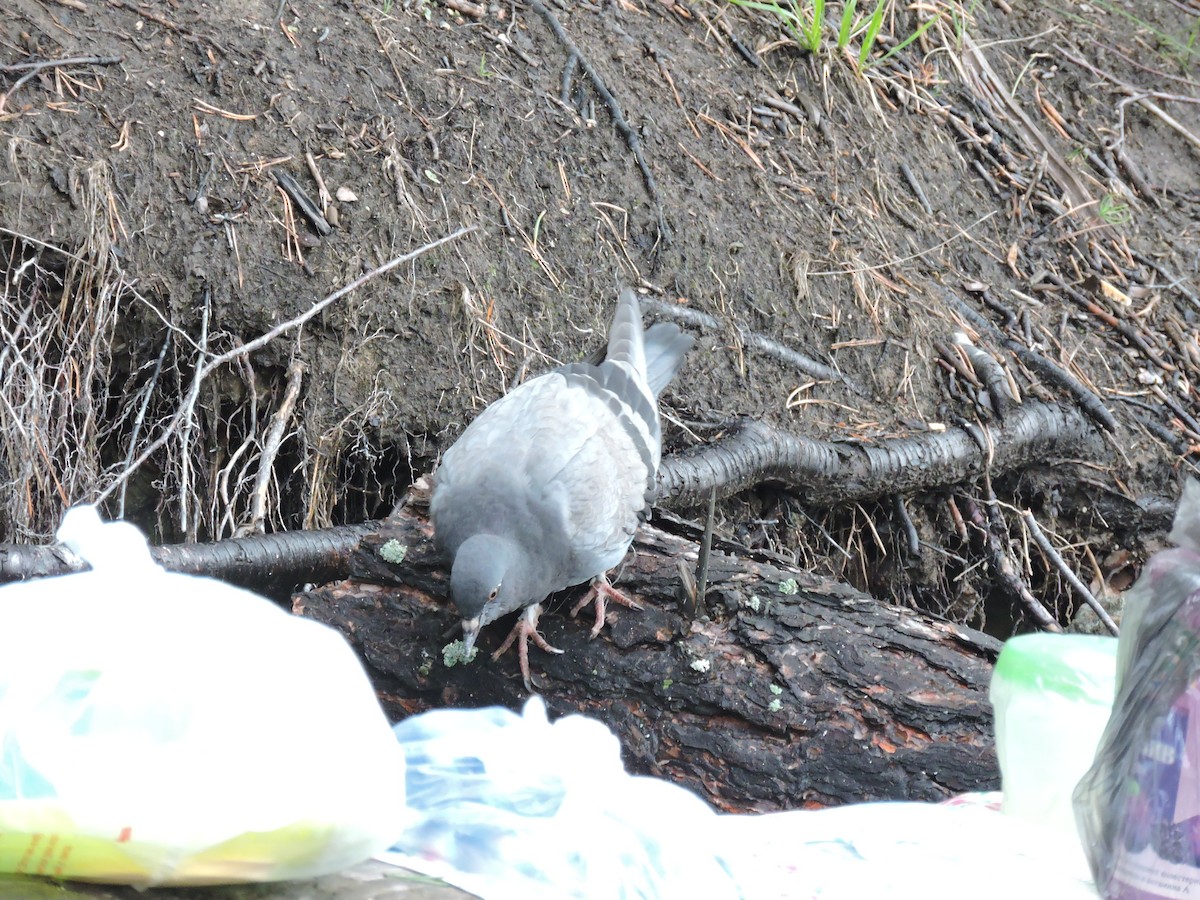 Rock Pigeon (Feral Pigeon) - ML302012981