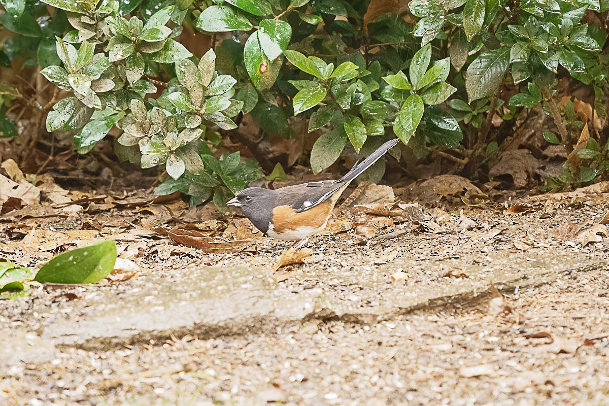 Eastern Towhee - ML302012991