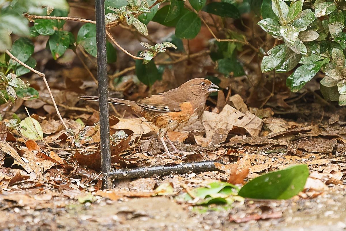 Eastern Towhee - ML302013001