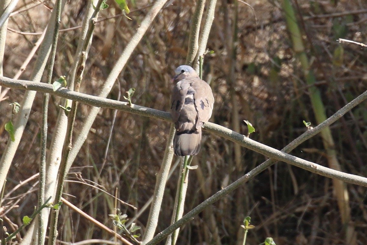 Blue-spotted Wood-Dove - ML302013381