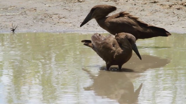 Hamerkop - ML302013941