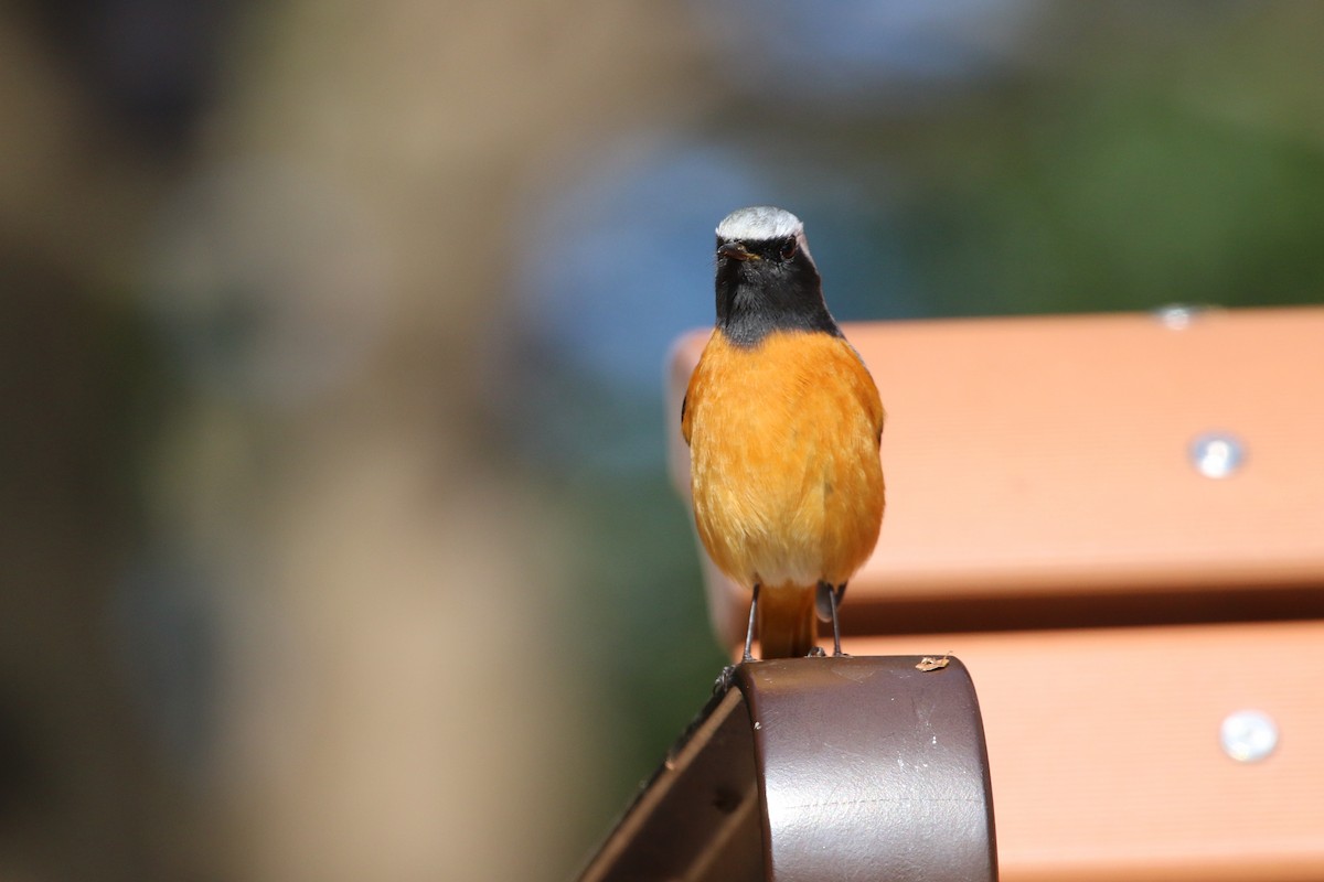 Daurian Redstart - ML302014181