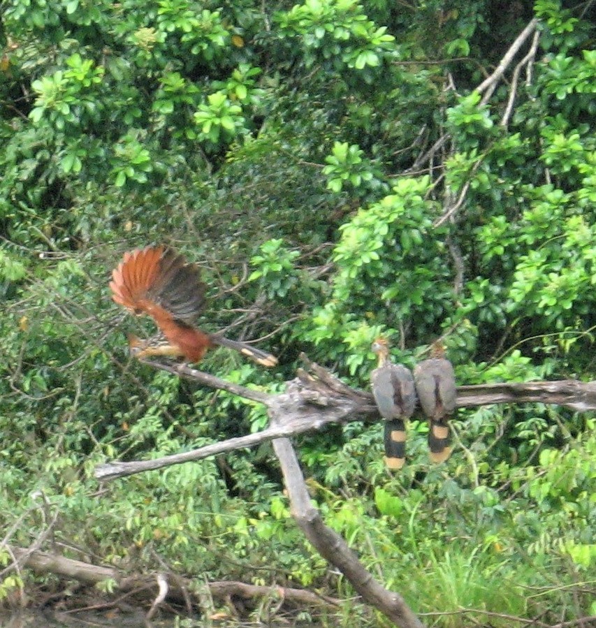 hoatzin - ML302014531