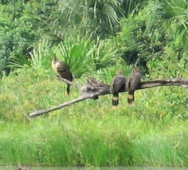 Hoatzin - ML302014541