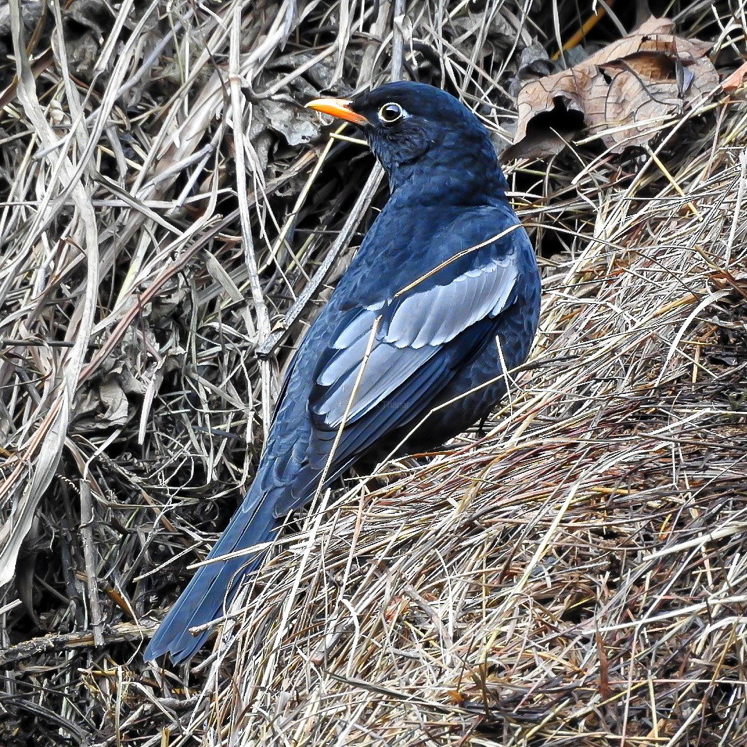 Gray-winged Blackbird - ML302014841